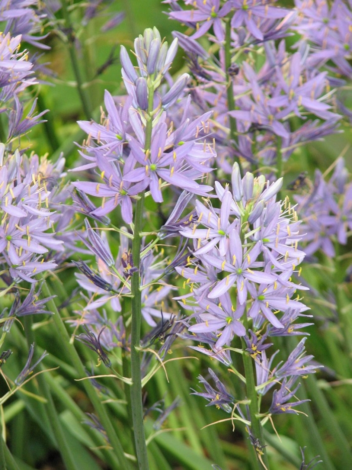 Camassia leichtlinii caerulea