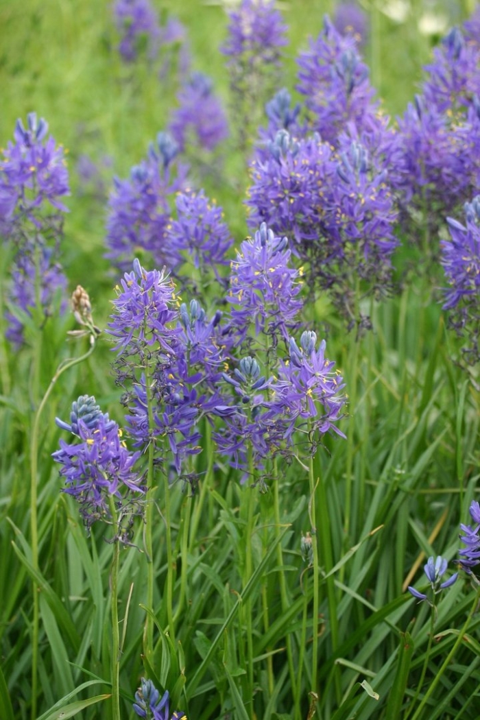 Камассия leichtlinii caerulea