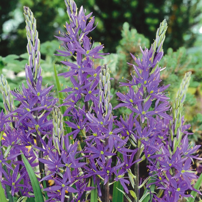 Camassia leichtlinii caerulea