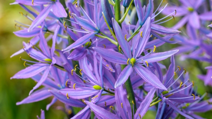 Camassia leichtlinii caerulea