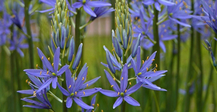 Camassia leichtlinii caerulea