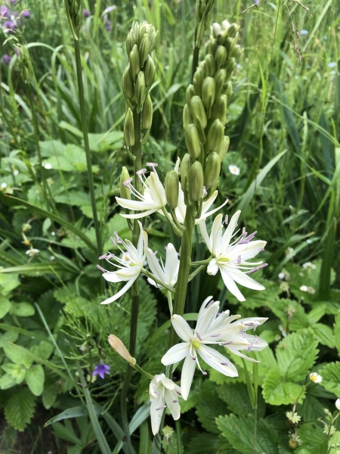 Камассия лейхтлина альба