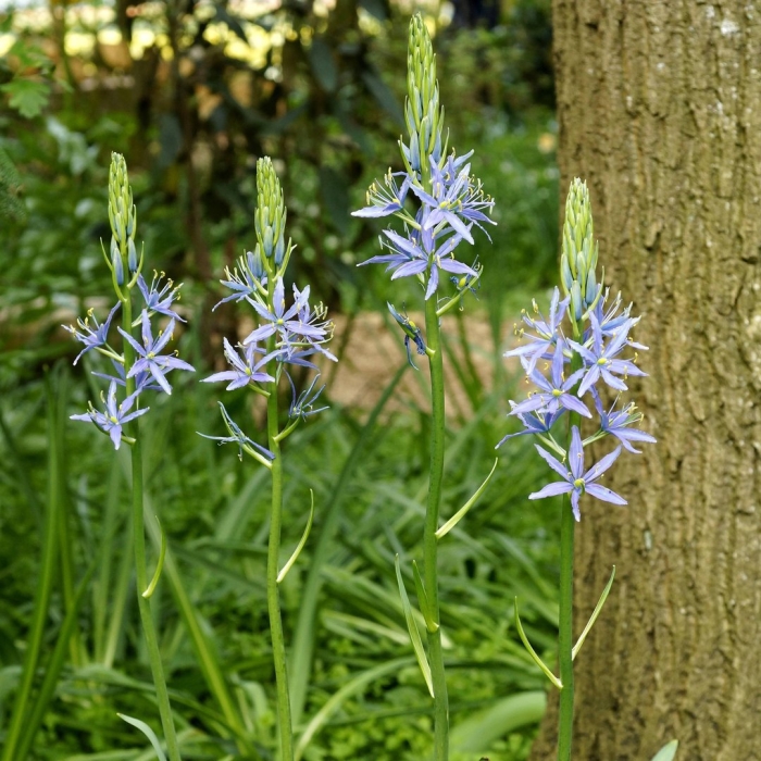 Camassia leichtlinii caerulea
