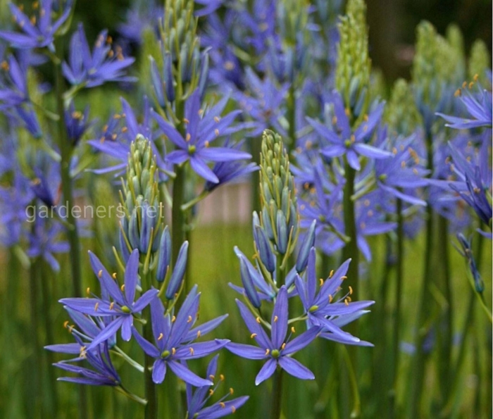 Камассия quamash