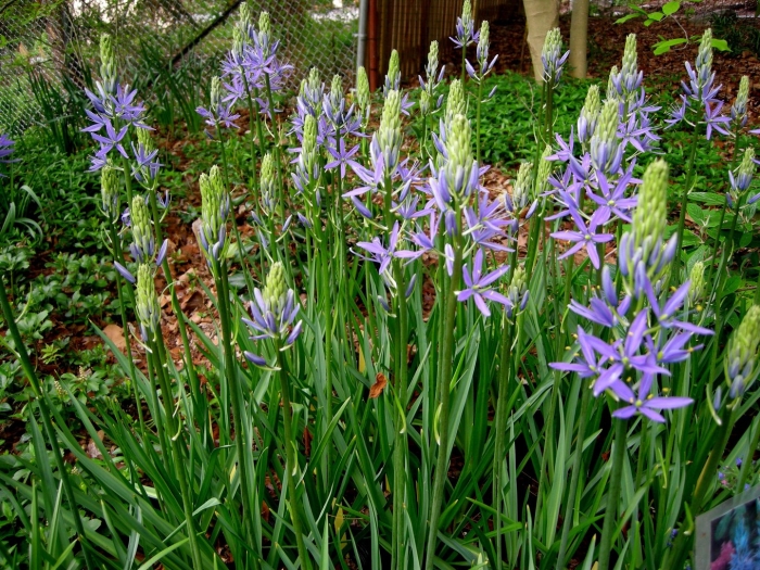 Camassia камассия leichtlinii caerulea