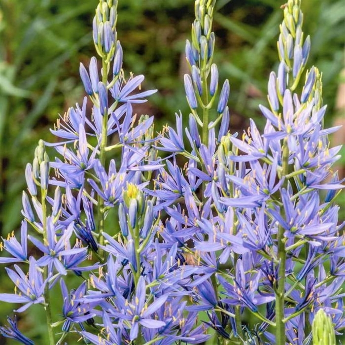 Camassia leichtlinii caerulea