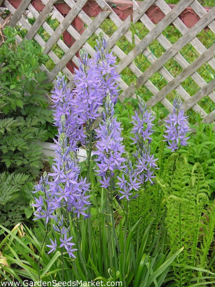 Камассия кузика