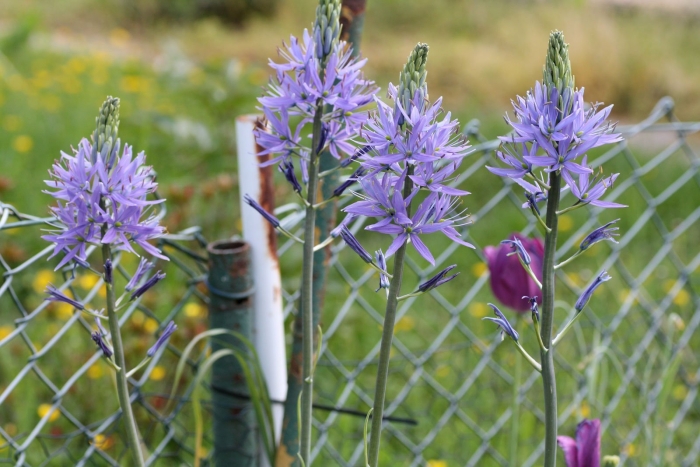 Camassia leichtlinii caerulea