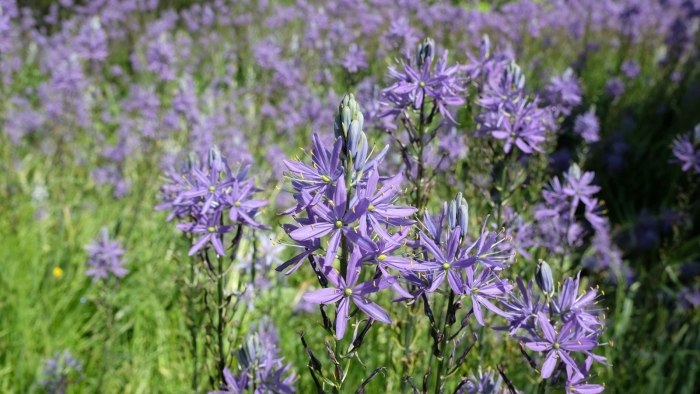 Camassia leichtlinii caerulea