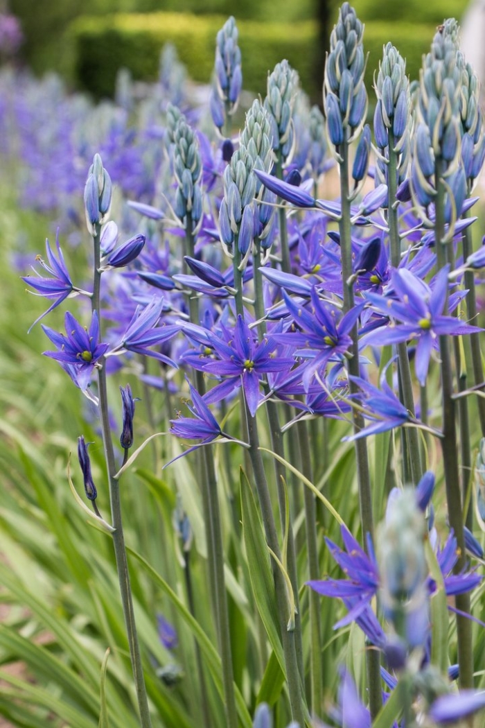 Camassia leichtlinii caerulea