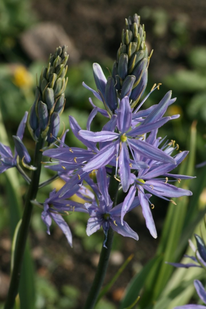 Камассия лейхтлина