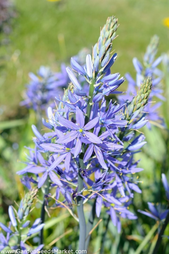 Camassia leichtlinii caerulea