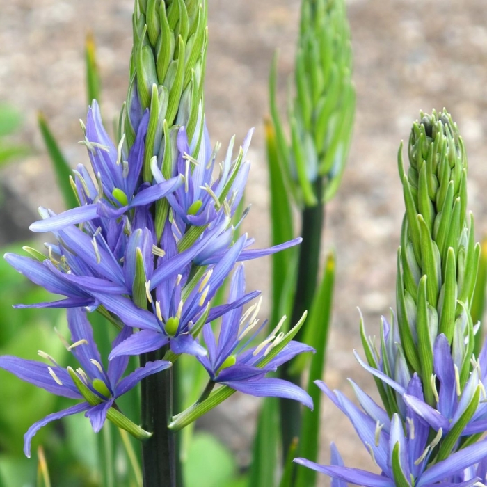 Camassia leichtlinii caerulea