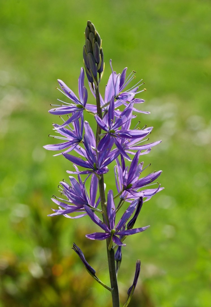 Camassia leichtlinii caerulea