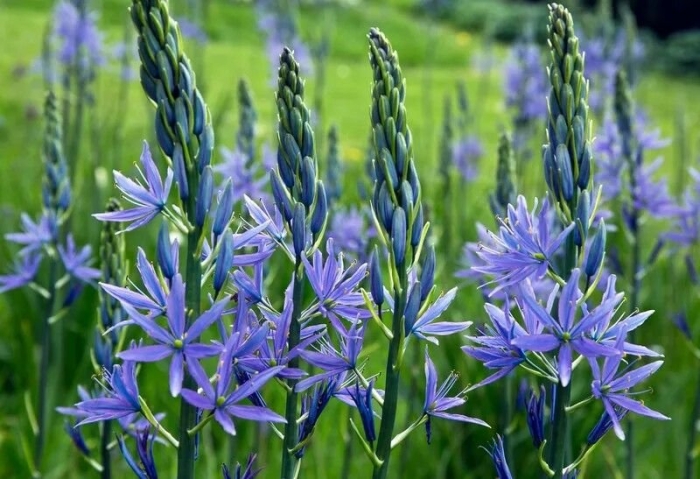 Camassia leichtlinii caerulea