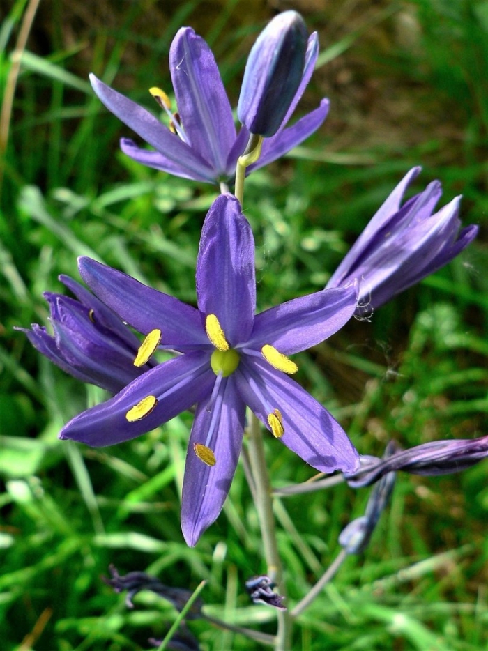 Camassia quamash