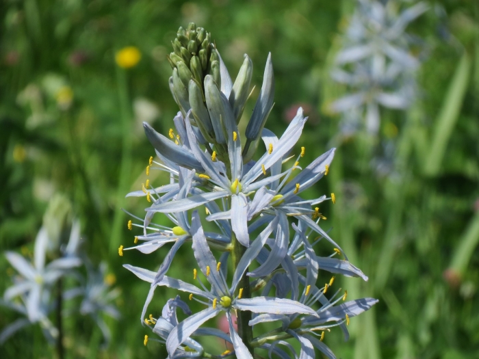 Camassia cusickii