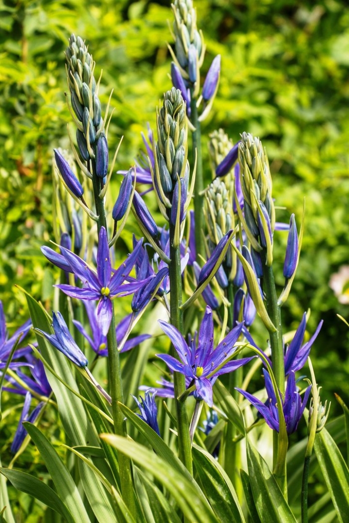 Камассия растение