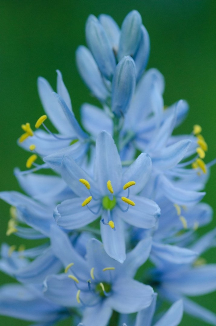 Камассия голубая