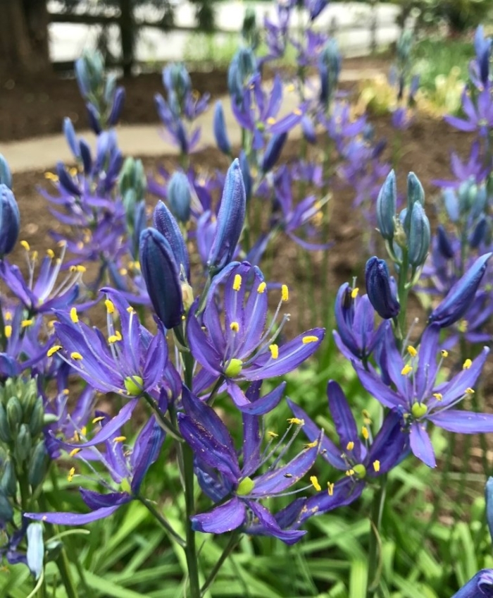 Camassia leichtlinii caerulea