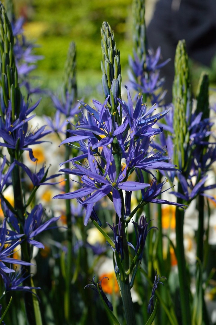 Camassia leichtlinii caerulea