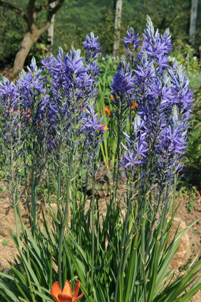 Camassia leichtlinii caerulea