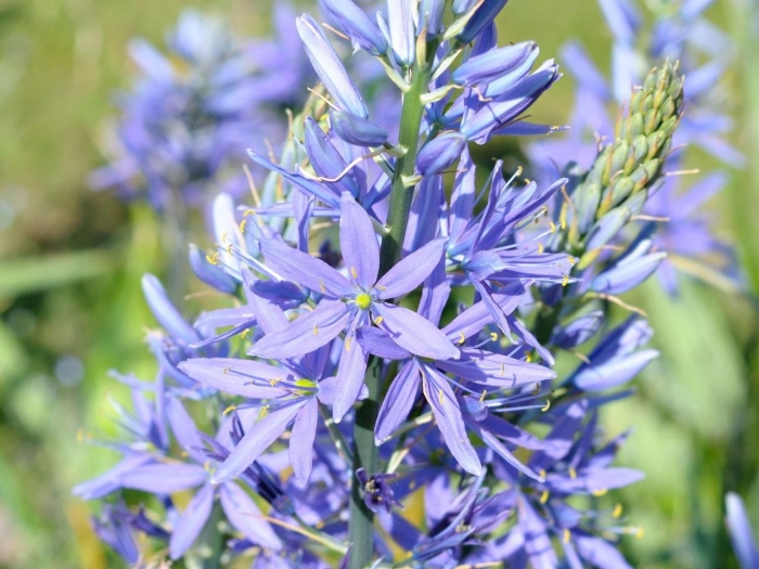 Camassia leichtlinii caerulea