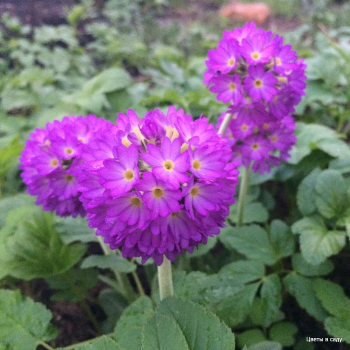 Примула мелкозубчатая лилак