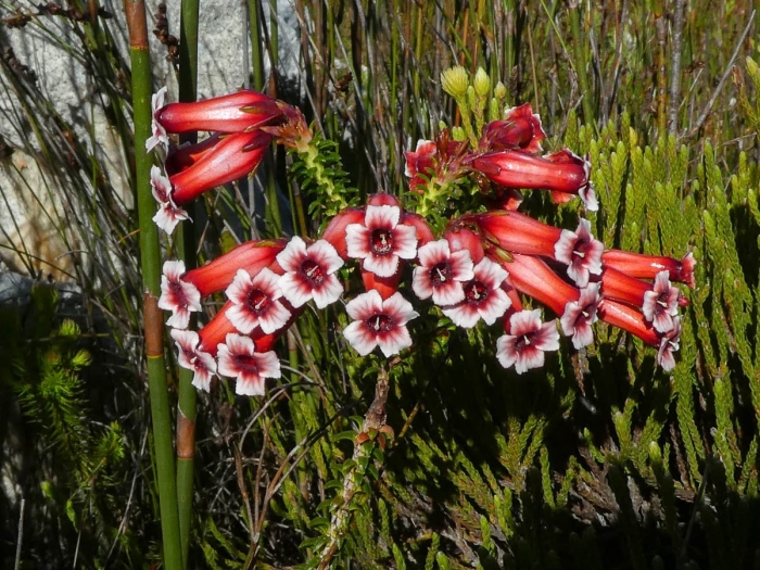 Erica aristata