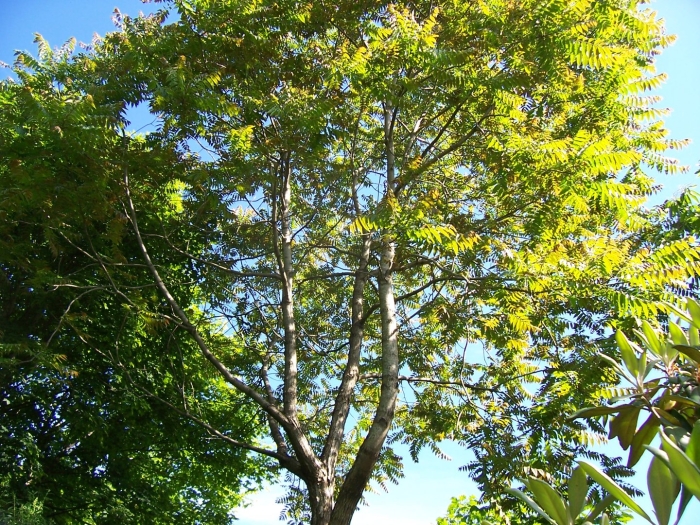 Fraxinus excelsior