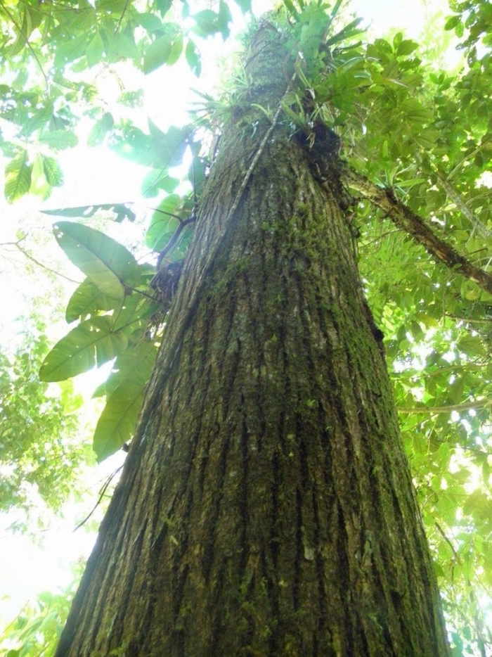 Cedrela salvadorensis