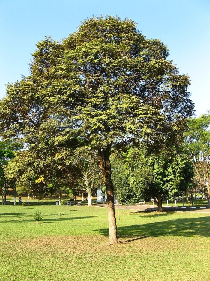 Copaifera langsdorffii