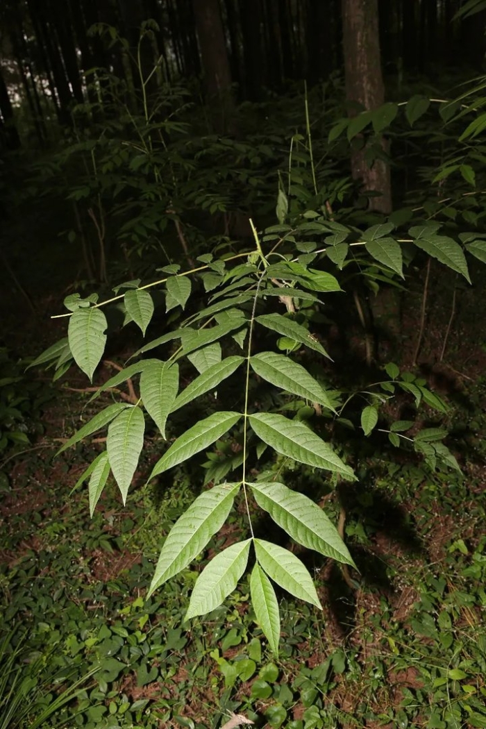 Ясень маньчжурский fraxinus mandshurica