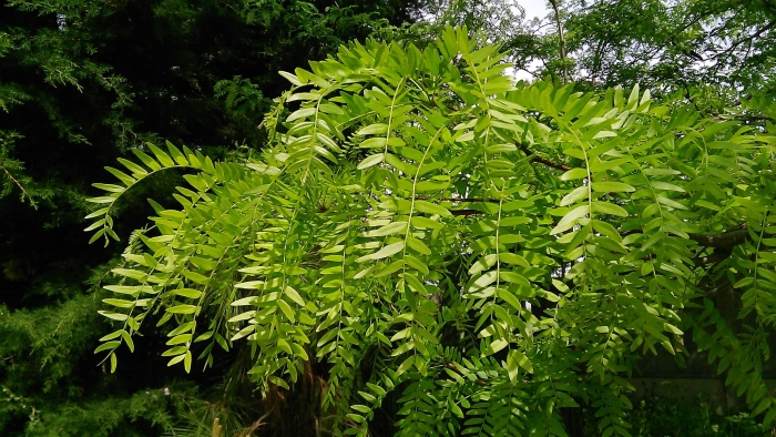 Гледичия каспийская