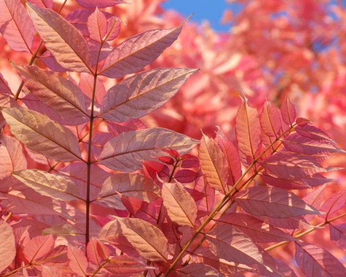 Как выглядит лист рябины летом и осенью