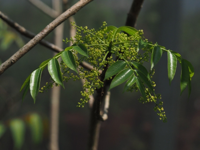 Бархат амурский -phellodendron amurense