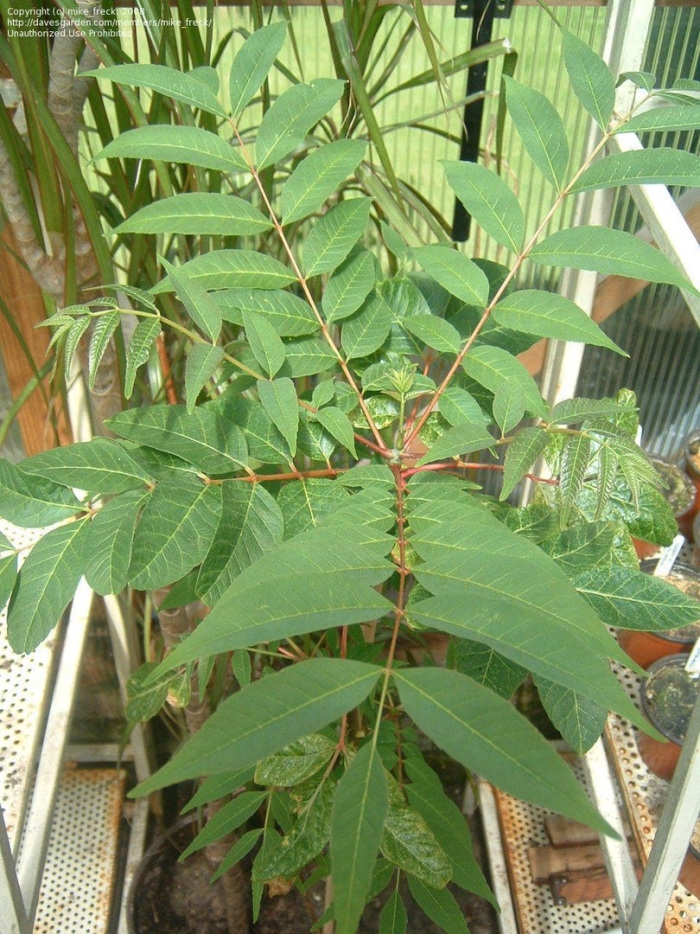 Айлант дерево