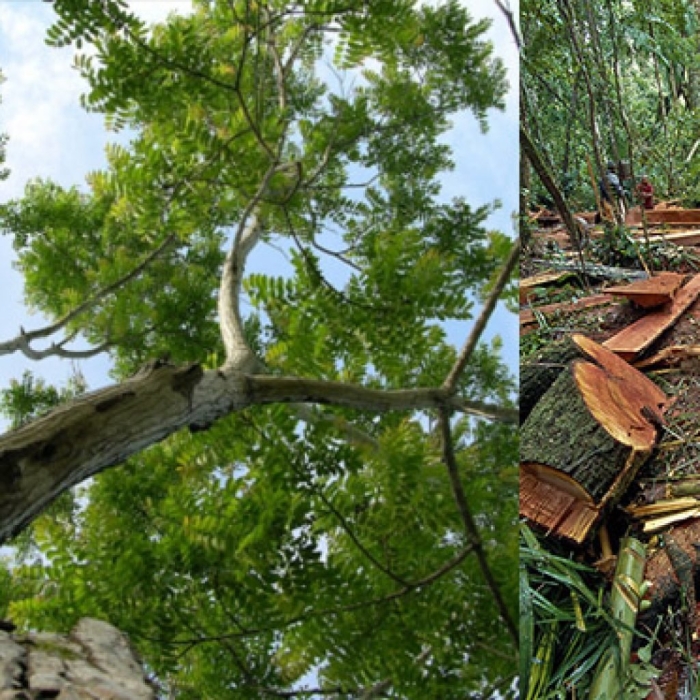 Дерево деревья