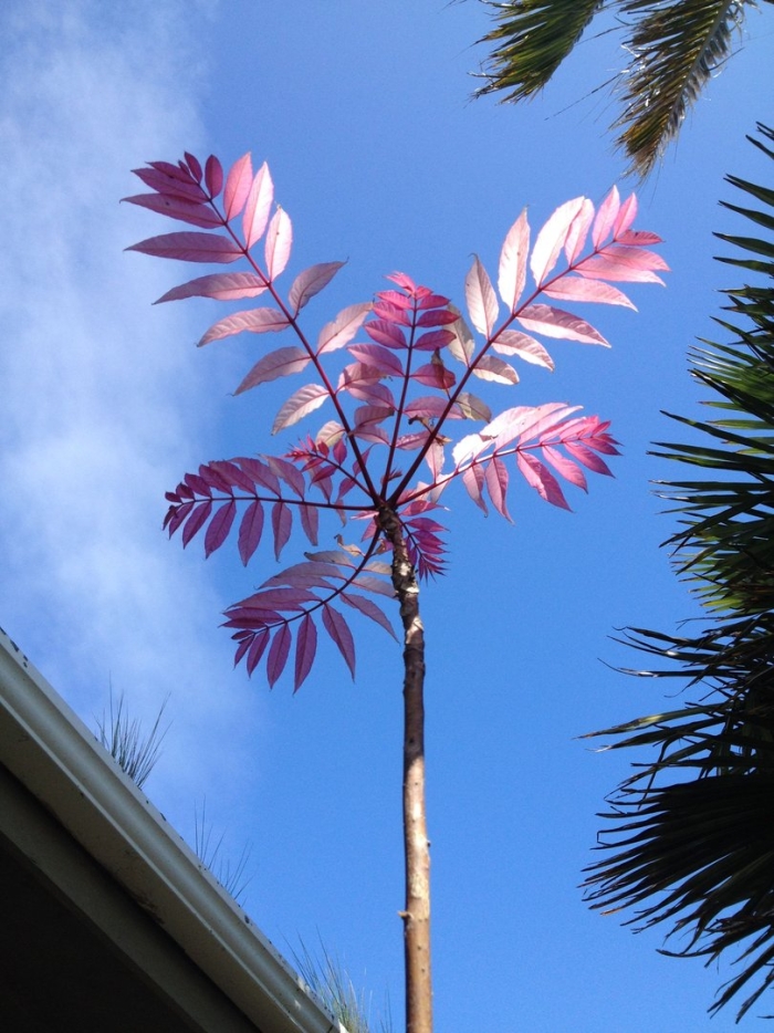 Toona sinensis 'flamingo'