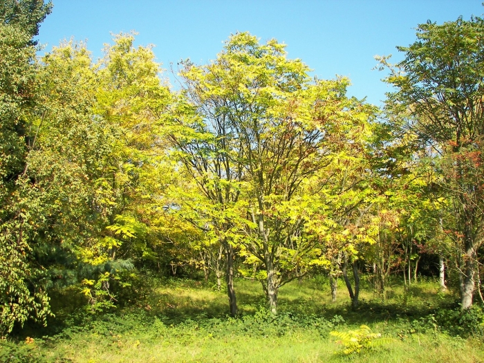Бархат амурский аралия маньчжурская