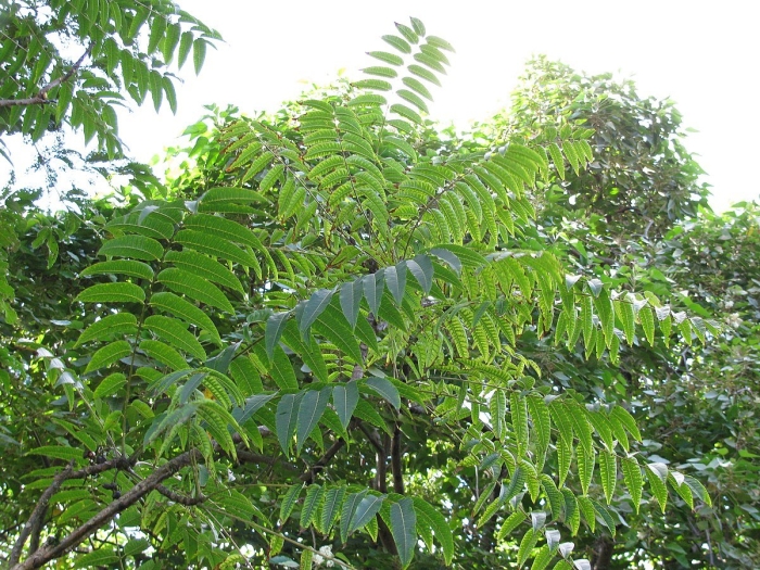 Маньчжурский орех дерево