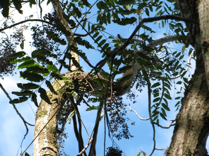 Цедрела китайская