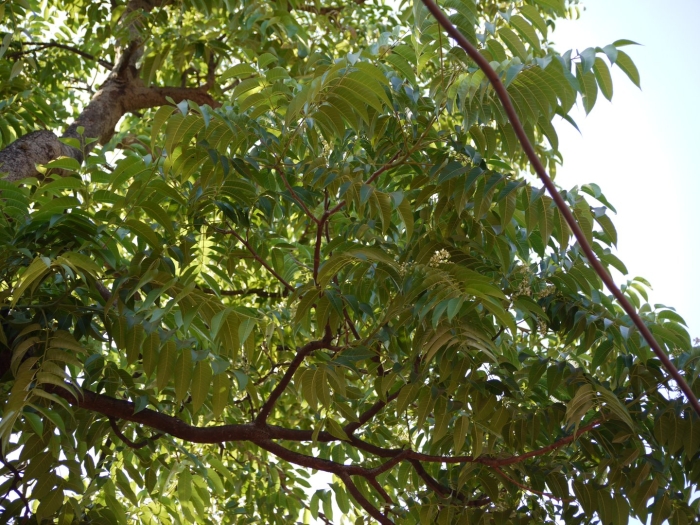 Swietenia macrophylla