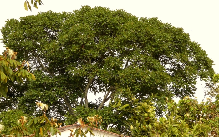 Дерево динамит хура