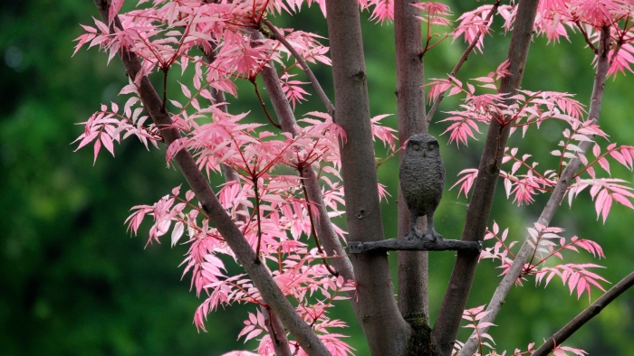 Клен фламинго