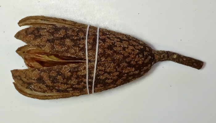 Swietenia macrophylla