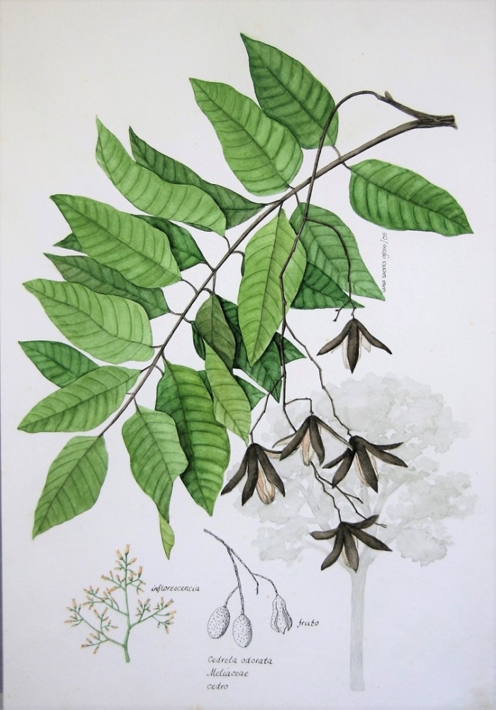 Ясень обыкновенный fraxinus excelsior