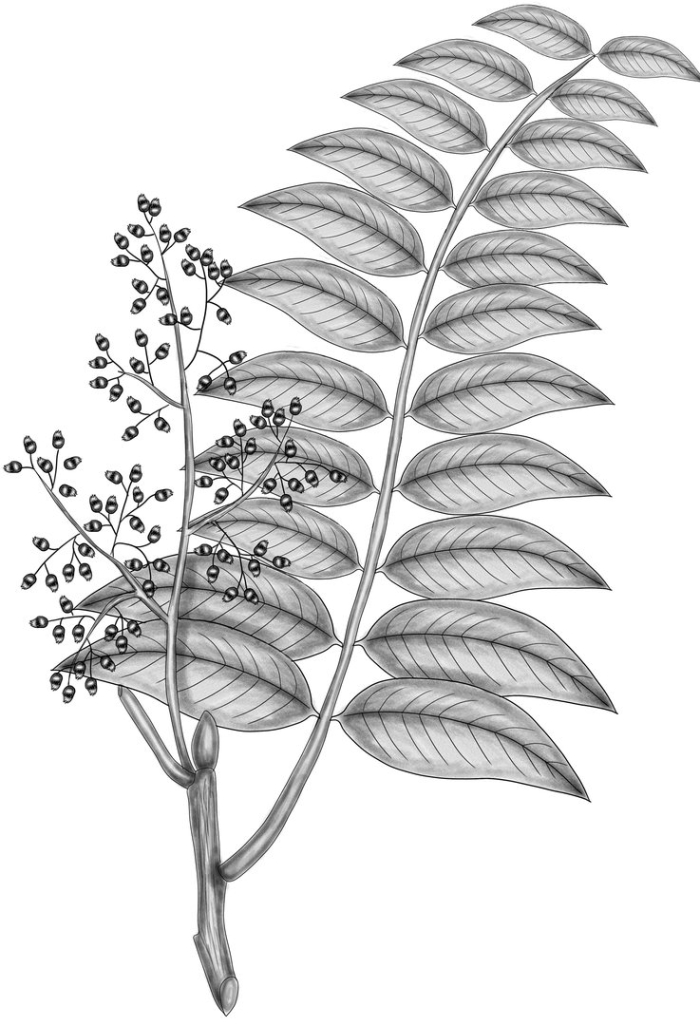 Ailanthus triphysa
