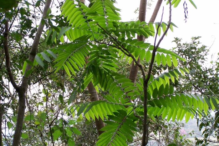 Орех маньчжурский (лат. juglans mandshurica)
