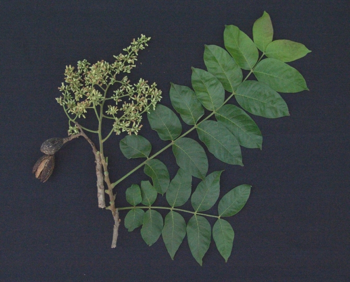 Аралия маньчжурская